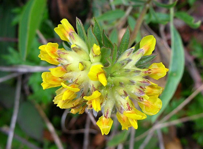 Anthyllis vulneraria / Vulneraria comune
